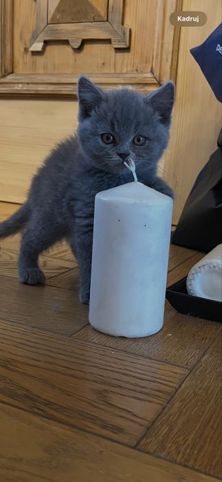 Kot brytyjski krótkowłosy niebieski