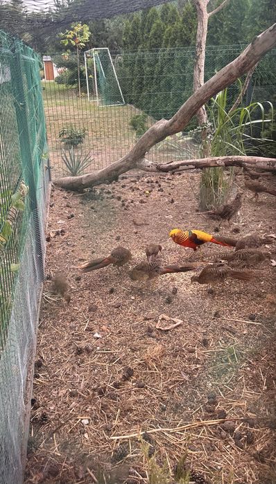 Bazanty złote 2025r 10szt