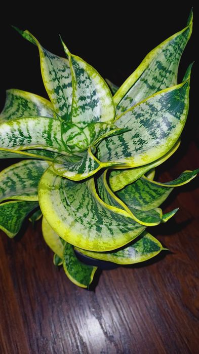 Сансевієрія Хані Маргіната Jade marginata  Філіпін Сільвер Фрост