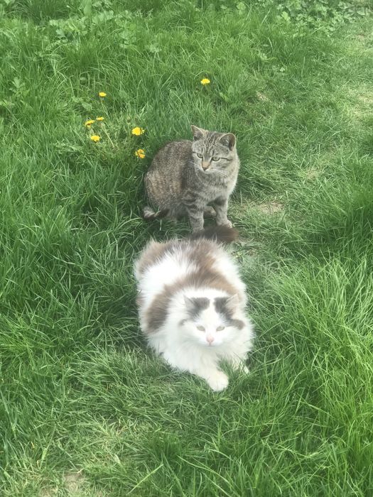 Отдам бесплатно кота и кошку