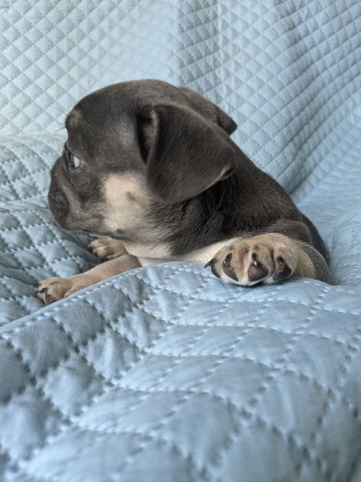 Продам хлопчика французького бульдога