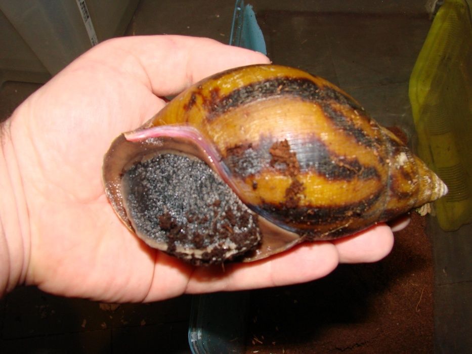 Achatina/ Lissachatina fulica