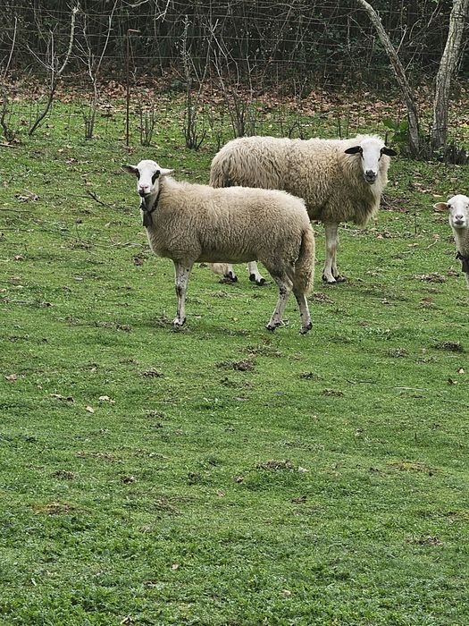 Ovelha prenha bragancana