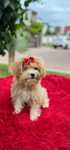 Chlopczyk  maltipoo  xxs dla konesera