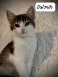 Adopcja balonika kiwaczek