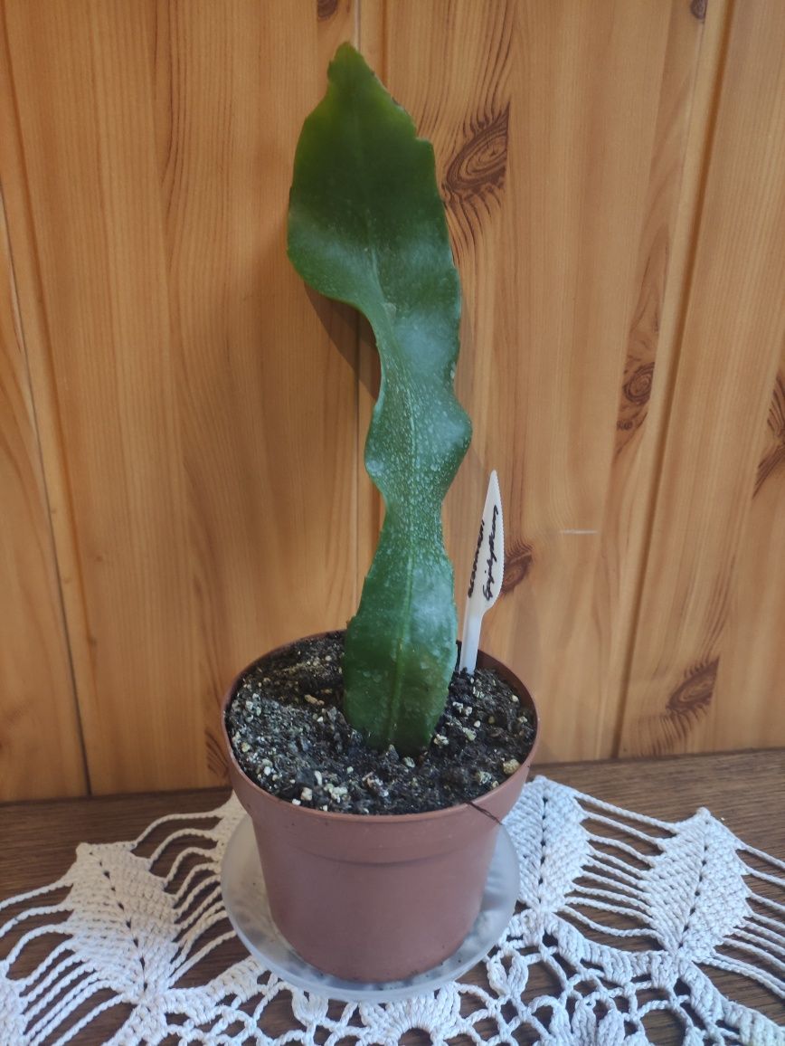 Epiphyllum różowe lub białe królowa jednej nocy.