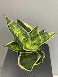 Sansevieria Hahnii Superstar Sansewieria