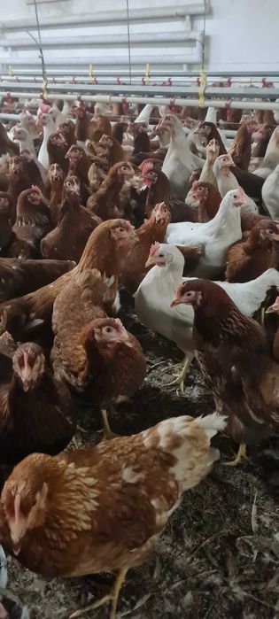 Kury Nioski młode z pierwszym jajkiem 25tyg.Kurki z wolnego-wybiegu.