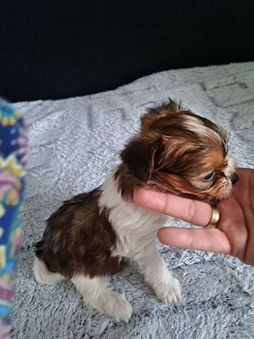 Yorkshire terrier REZERWACJA