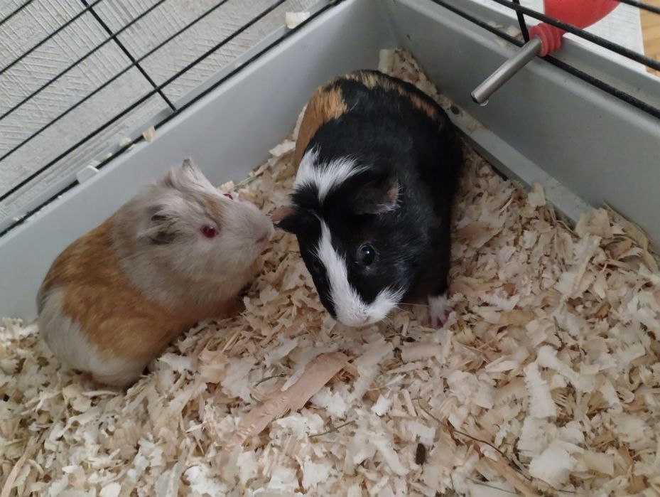 Oddam swinki morskie