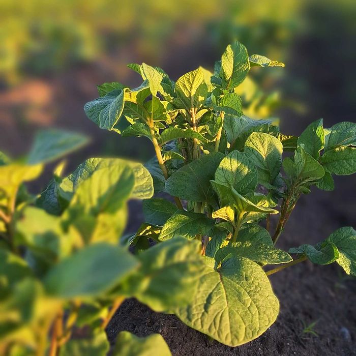 Sprzedam ziemniaki kaliber 35-55mm