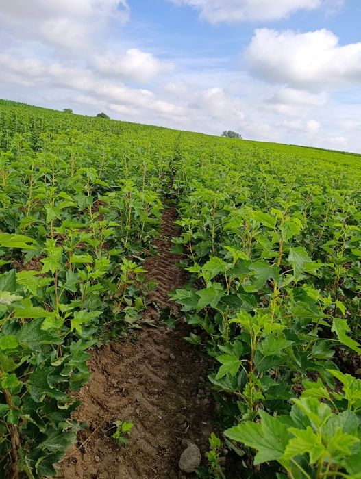 Sadzonki porzeczki Czerwonej -dokumenty Jesien 2025