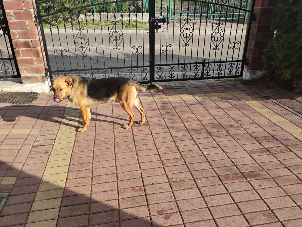 Uroczy Rex szuka domu.