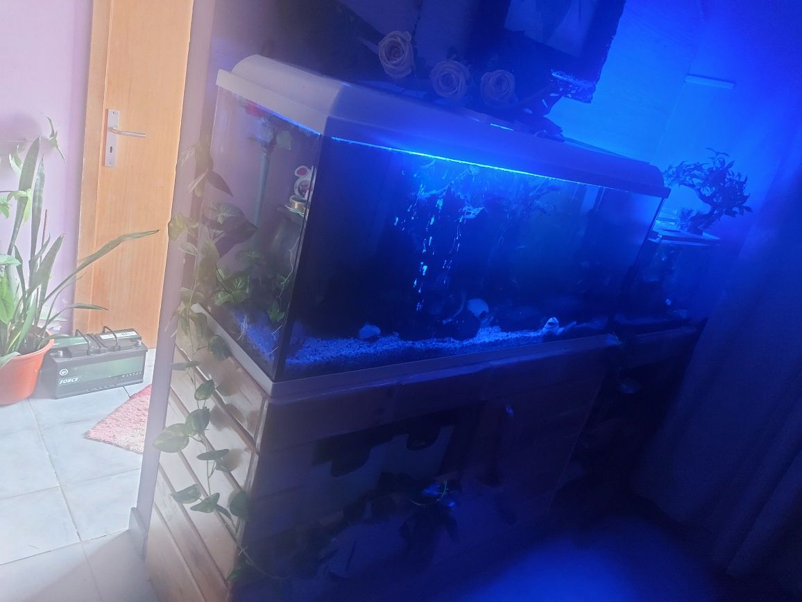 Aquario de 250L completo, 1 de 50l e outro de 32l com peixes e etc