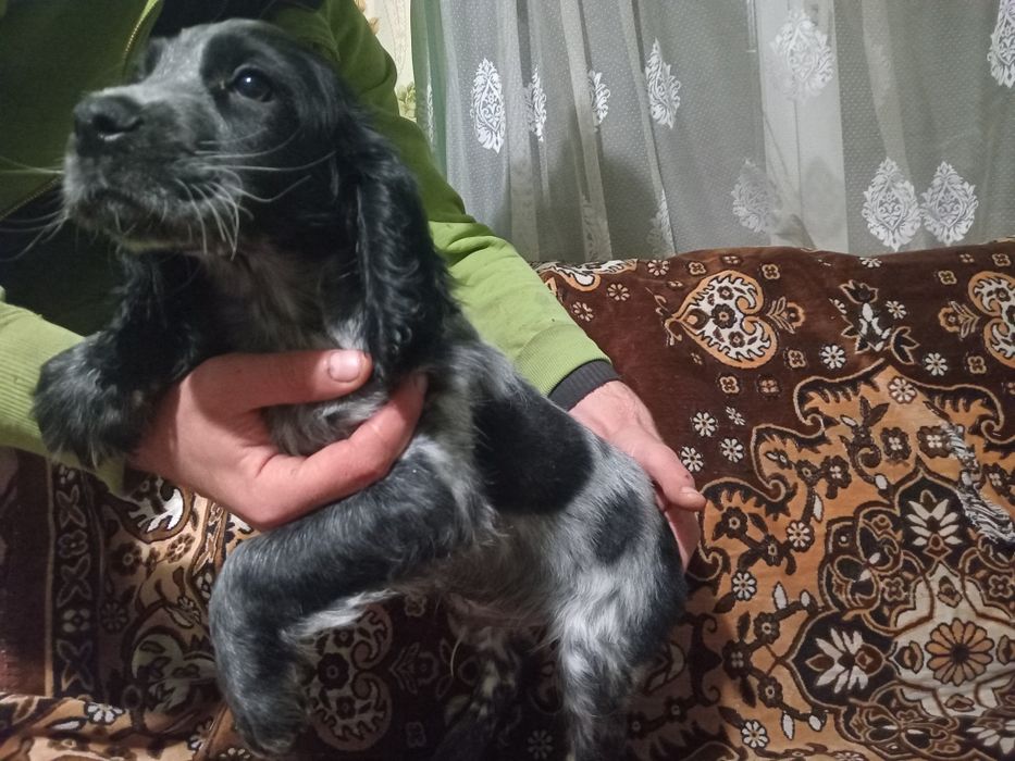 Продам кокера спініеля