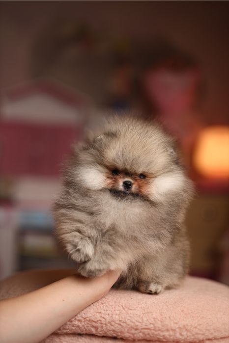 EXCLUSIVE хлопчик померанський шпіц в мікро розмірі, документи КСУ