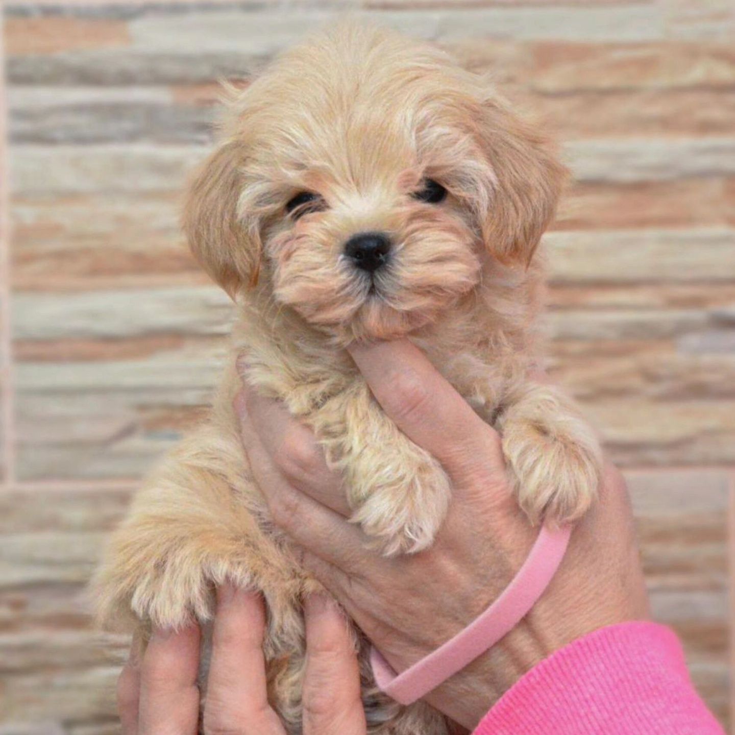 Дівчинка Maltipoo F1, доставка по Україні безкоштовно