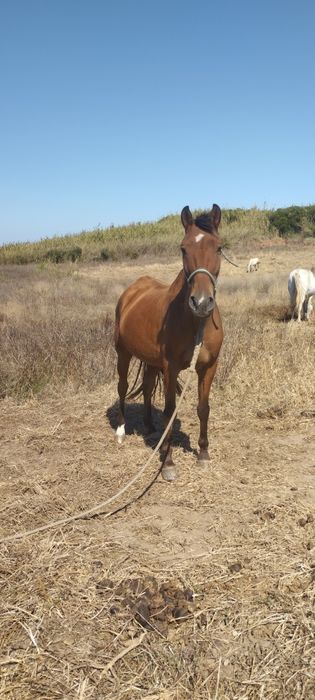 Cavalo manso montado