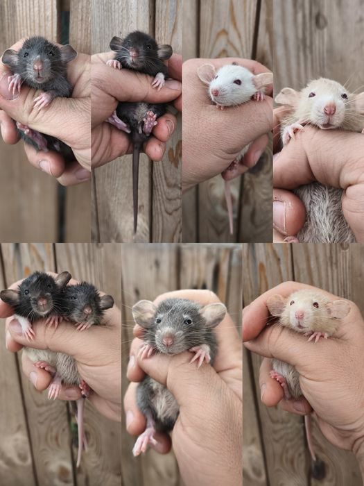 Szczurki dumbo, szczur z domowej hodowli samce i samice , oswojone