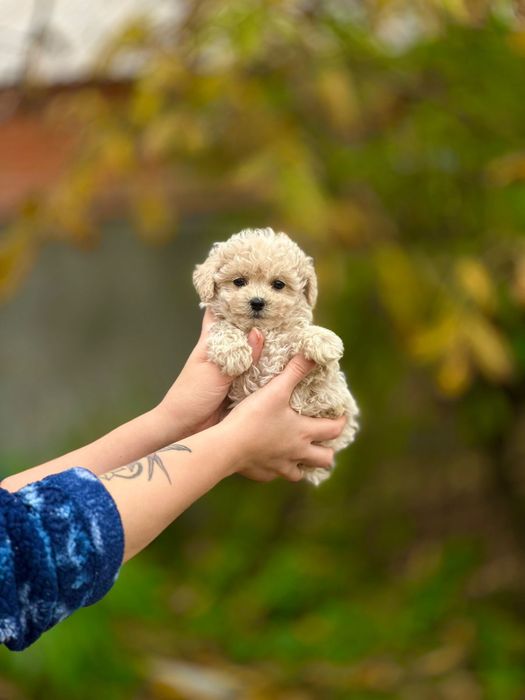 Чудо крихітка. Міні Мальтіпу карамелька. Красуня ф1