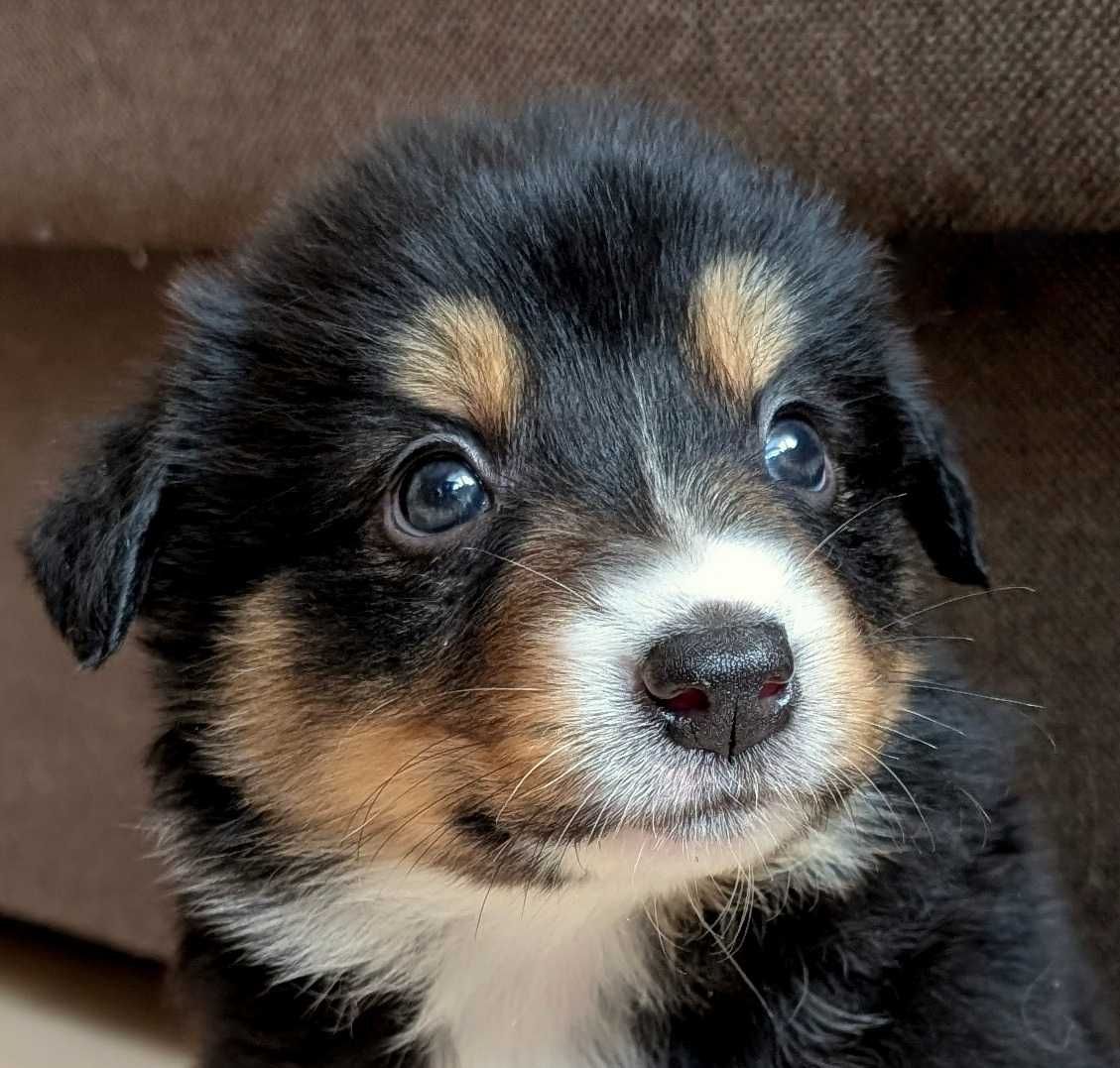 Border Collie sunia suczka przebadani rodzice do odbioru