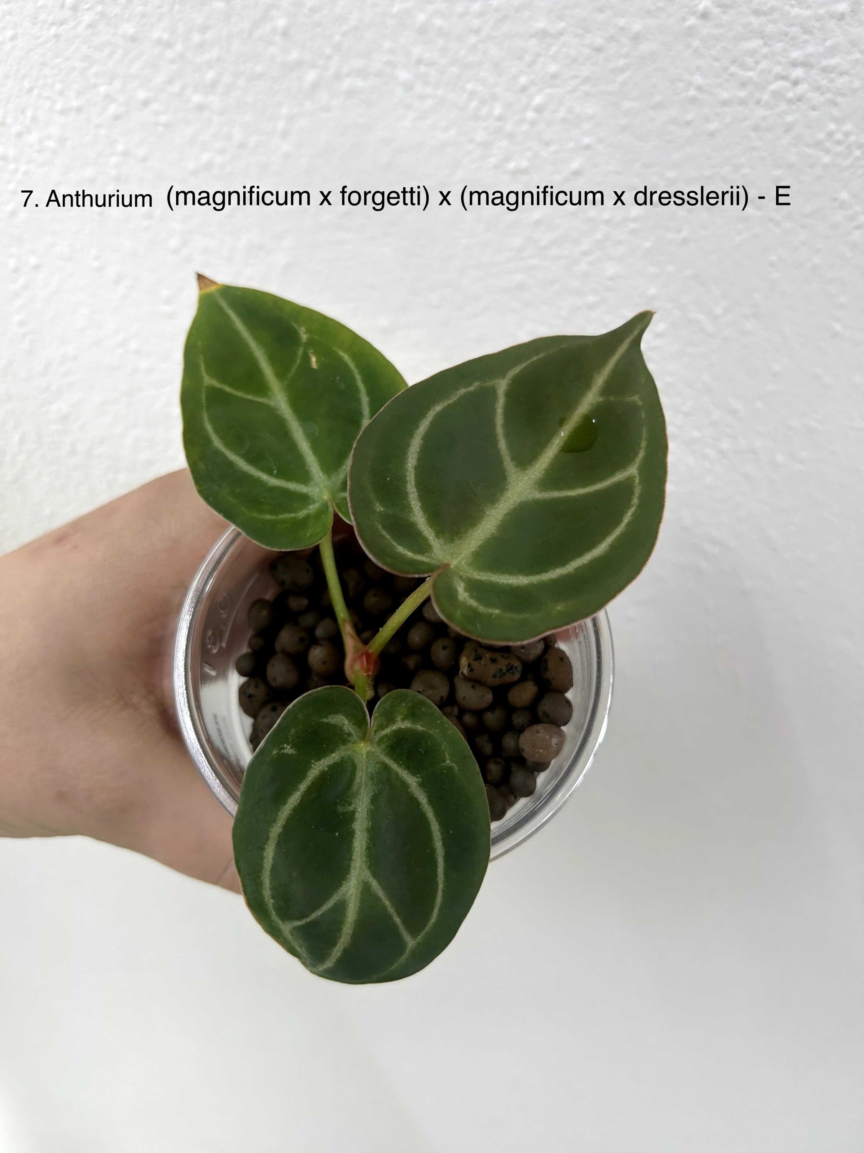 Anturium (magnificum x forgetti) x (magnificum x dreslerri)