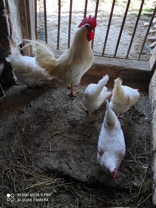 Jaja jajka lęgowe leghorn