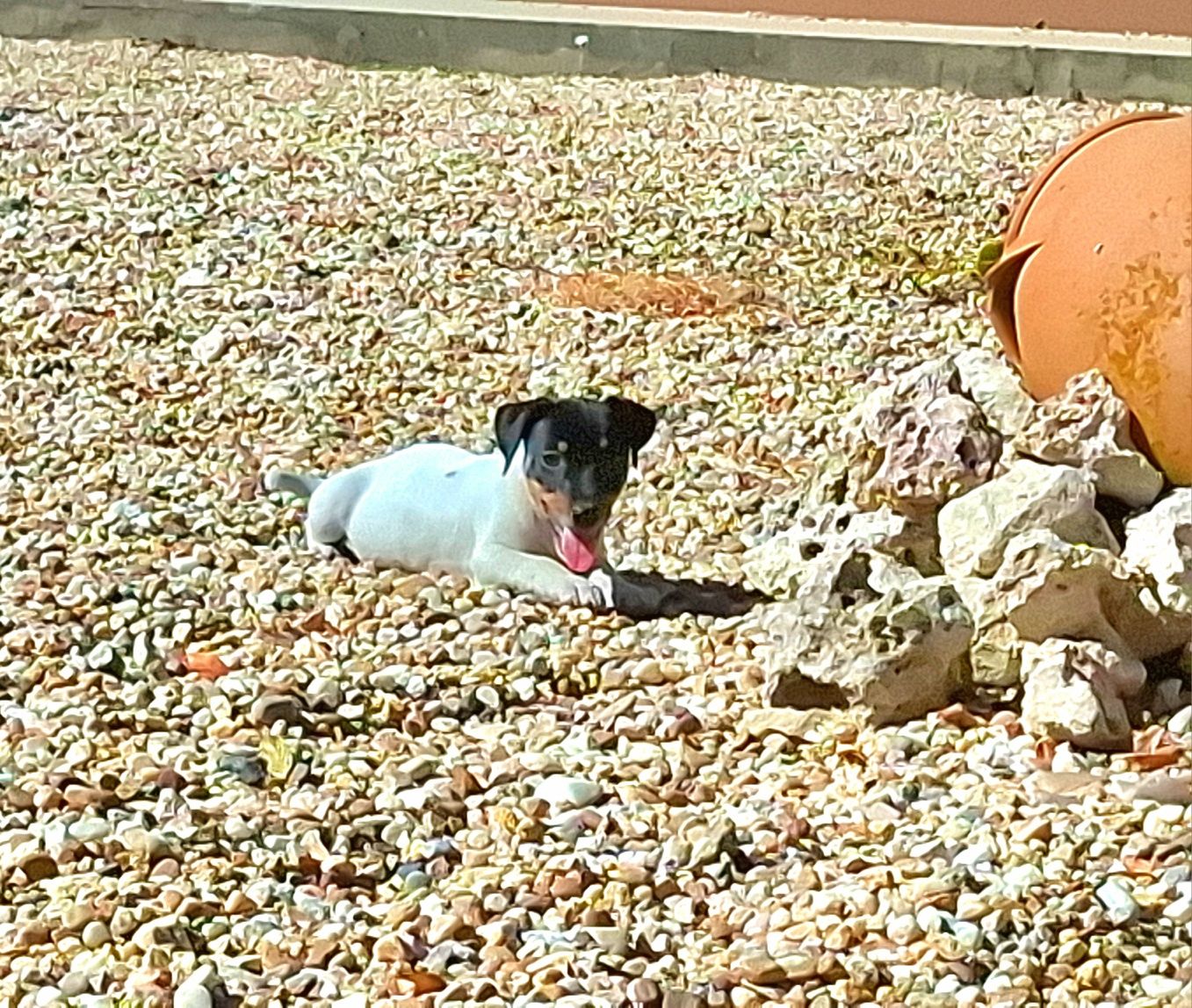Jack russel de excelente qualidade