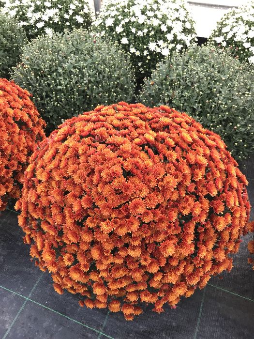 Chryzantemy chryzantemy