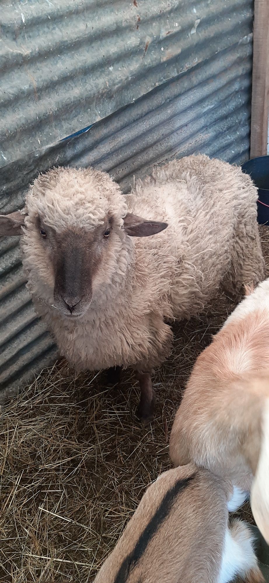 Vendo ou troco ovelha Hampshire