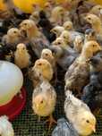 Pintos Marans, ayam ketawa, paduanas, araucanas, andaluzas surenha mor