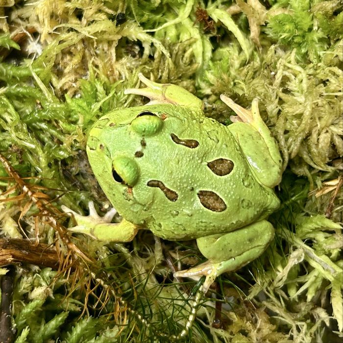Zaba rogata Ceratophrys cranwelli mlode rozne ubarwienia