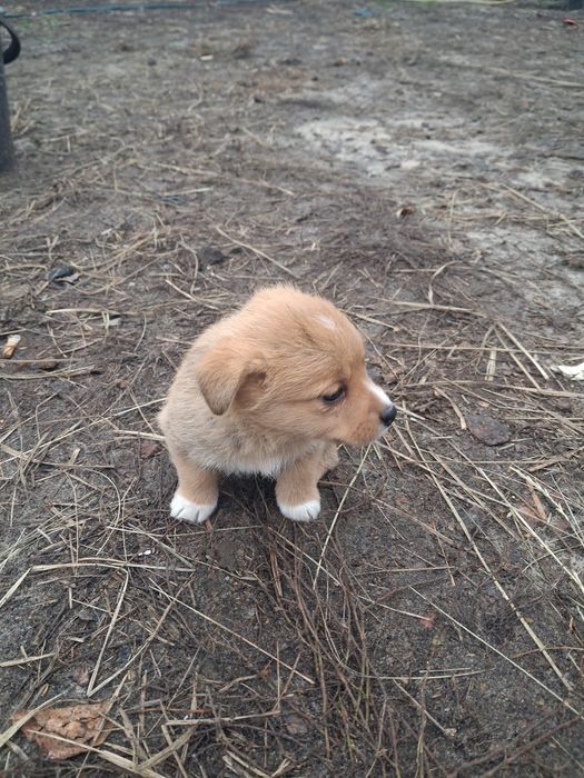 Відам грайливу дівчинку та хлопчика