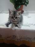 Um gatinho scottish staight