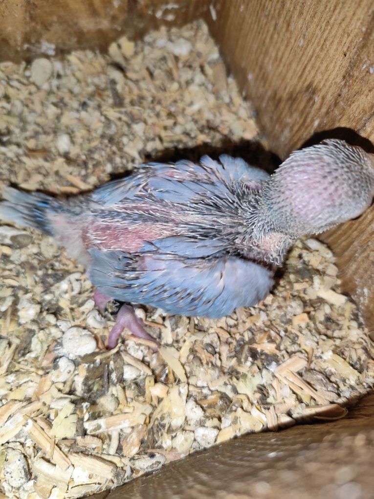 Ring Necks bebes