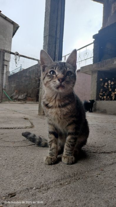 Gatinho para adoção