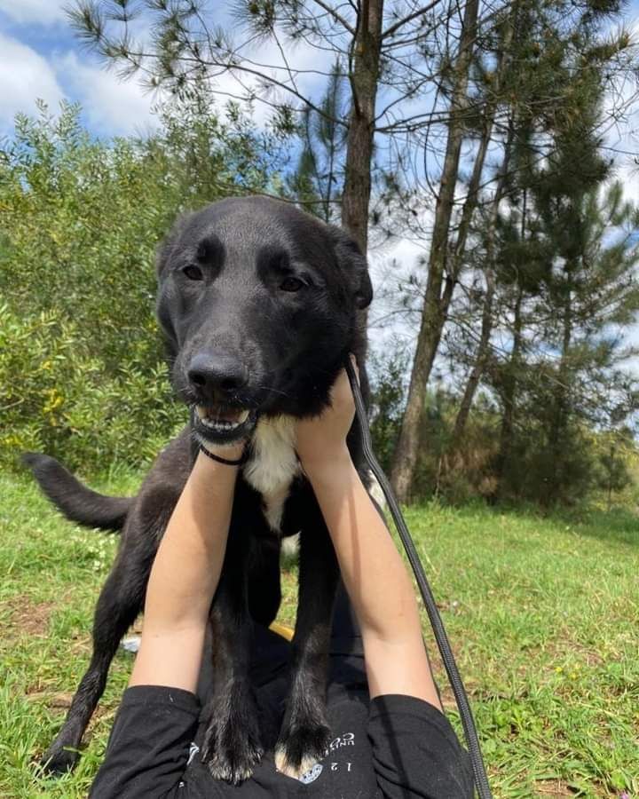 Morenito- cachorro de porte médio para adoção