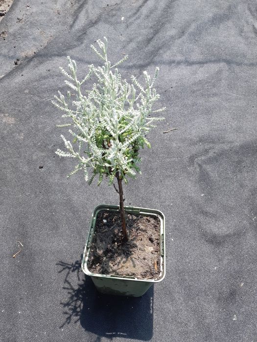 Продам сантолина сизая закрытая корневая