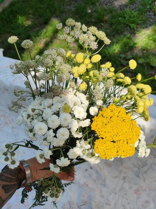 Цинія, астранція, чорнобривці, деревій, мак, космея, настурція