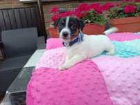 Sprzedam Jack Russell Terrier Suczka