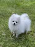 Szczenię szpic mianiaturowy pomeranian FCI gotowy do zmiany domu