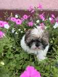 Shih tzu piesek szczrniak