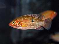 Hemichromis Ciclideos Africanos