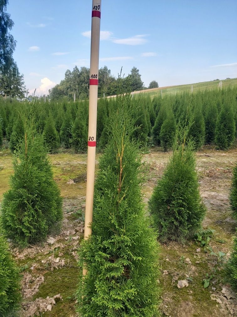 Tuja, Tuje Szmaragd, Thuja, Tuje kopane z gruntu 80-130 cm