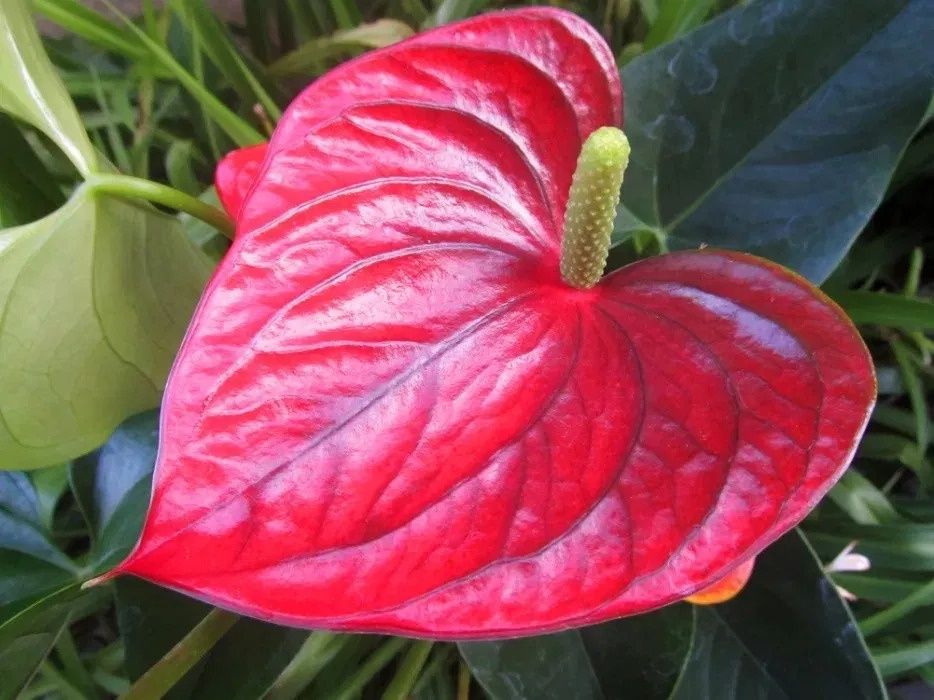 Antúrio branco, chocolate, lilás, rosa e vermelho PLANTA DE INTERIOR