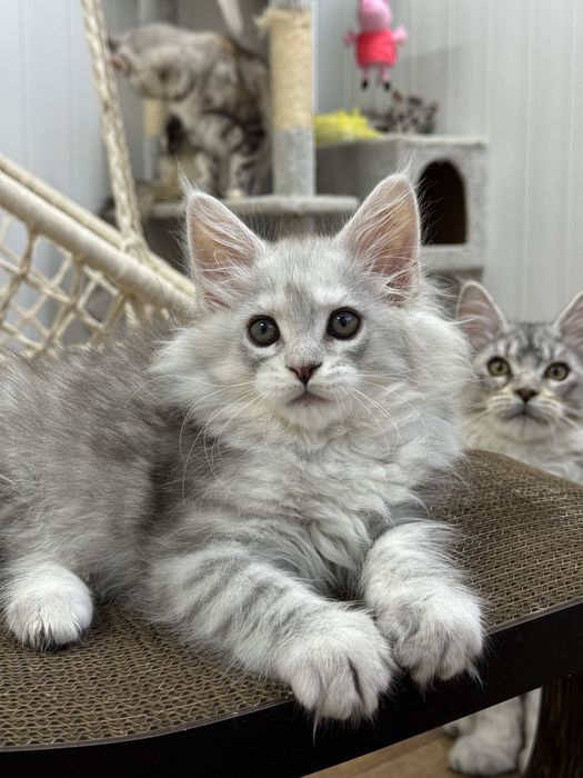Мальчик голубой на высоком серебре эксклюзив котенок мейн кун