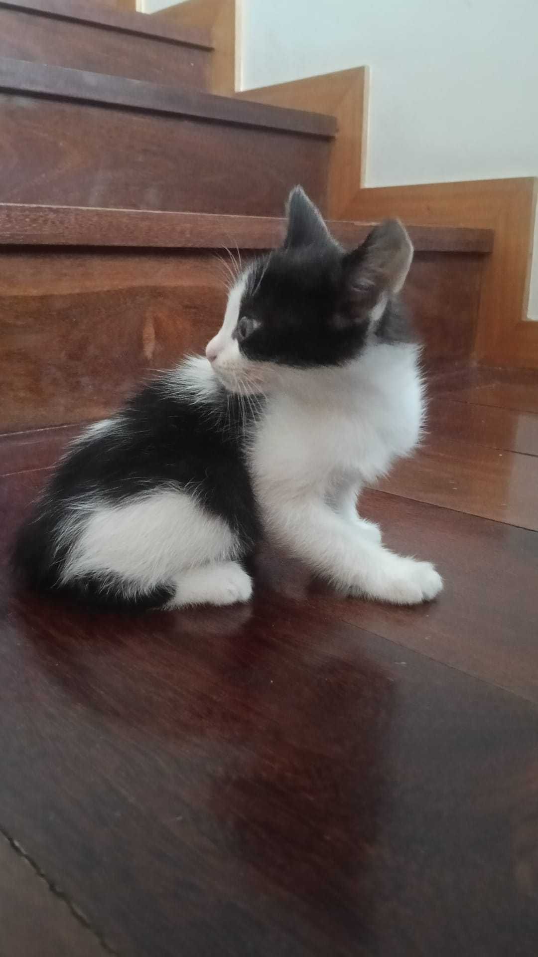 Gatinhos Bébes para Adopção