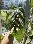 Monstera Esqueleto (Epipremnoides)