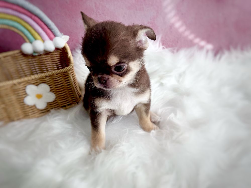 ***Cudowna dziewczynka chihuahua czekoladowa z paleniami***