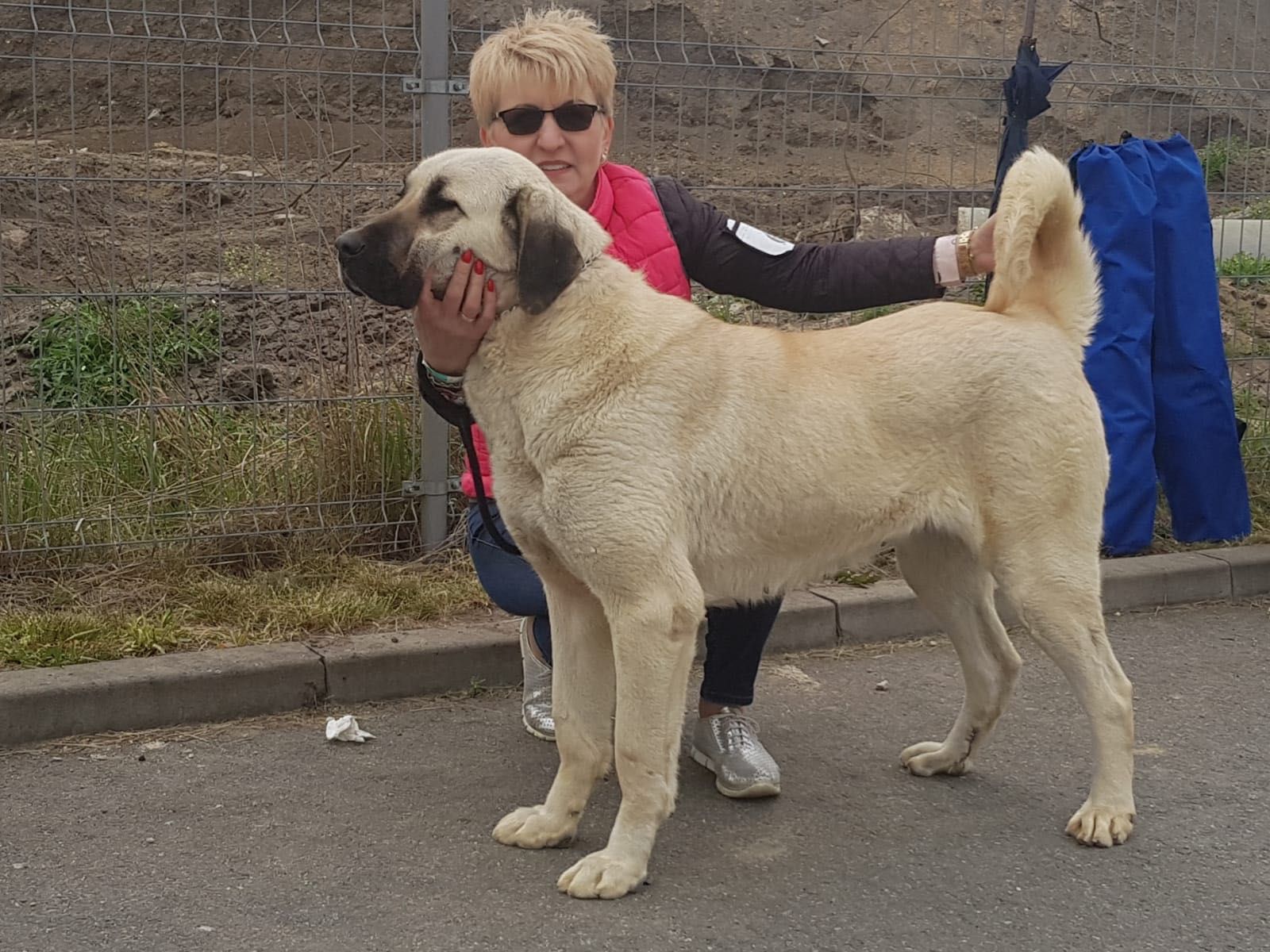 Kangal - szczenię